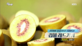 키위에 달콤함을 더하다! 김해 레드키위 - 경남 김해