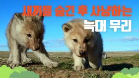 [야생의 스파이] 새끼을 안전하게 굴에 숨긴 후 사냥을 나가는 늑대