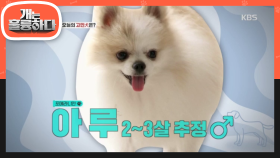 오늘의 고민犬은? 커여운 포메라니안 아루~♡ (feat: 초보가족의 고민)