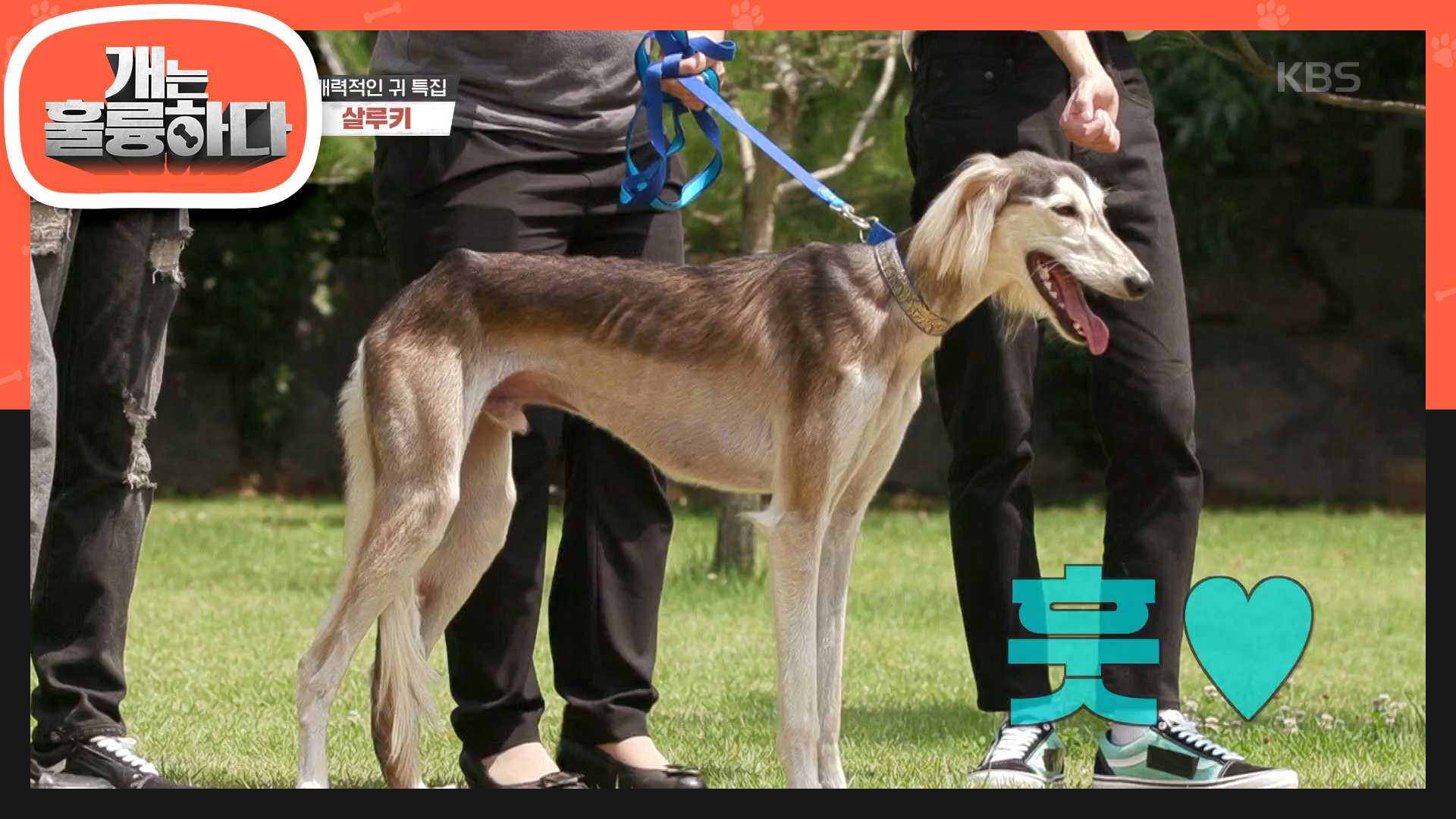 세상에서 가장 우아한 견종 살루키!! | ZUM TV