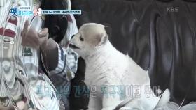 SNS 스타견의 실체는 비만...?! | KBS 210107 방송