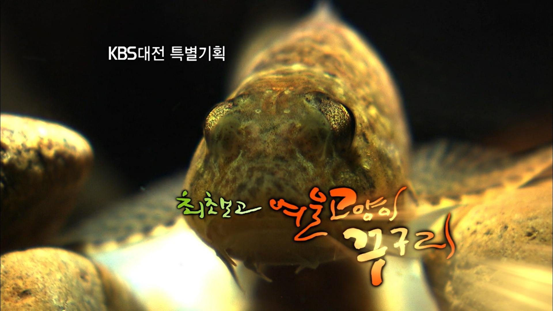 KBS대전 특별기획 최초보고,여울 고양이 꾸구리ㅣKBS대전 110927 방송 | ZUM TV