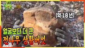 버섯에도 나이테가 있다? 약 18년 추정 얼굴보다 더 큰 전나무 상황버섯★ | KBS 210113 방송