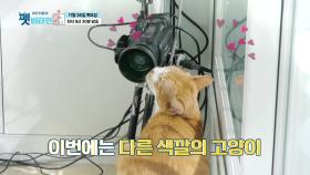 [6회 예고] 귀여운 고양이가 무려 다섯마리?! 캣 우먼의 정체가 궁금하다! [펫 비타민] | KBS 방송