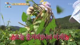 노동요가 절로 나오는 고품질 고구마 밭 (ft. 오디오 채우기!) | KBS 201001 방송