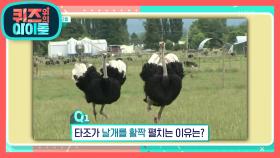 타조가 날개를 활짝 펼치는 이유는? | KBS 201010 방송