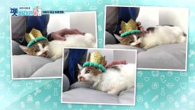 애교 고양이 미요의 집사를 찾습니다 | KBS 201112 방송