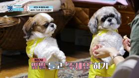 두 발 서기가 반려견에게 미치는 영향은? | KBS 201112 방송