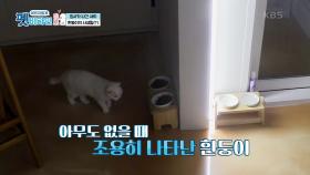 집사가 나간 사이.. 흰둥이의 사생활(?) | KBS 201126 방송