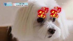 견생 최대 분노 폭발♨ 용서 못 해!!! | KBS 201203 방송