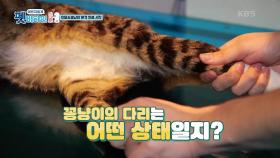 미요 & 꽁냥이 본격 치료 시작! | KBS 201112 방송