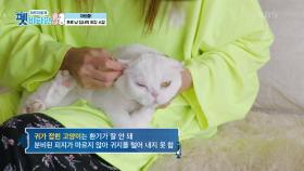 프로 냥 집사의 최강 스킬, 귀 청소와 발톱 깎기 | KBS 201126 방송