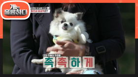 도치를 위해 턱을 내어주는 규제자! 강아지의 날름에 담긴 다양한 시그널☆ | KBS 201123 방송