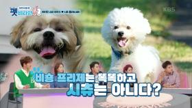 비숑 프리제는 똑똑하고 시츄는 아니다? | KBS 201112 방송