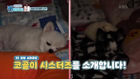 어마어마한 코골이! 사람이 아닌 강아지들..? | KBS 201217 방송