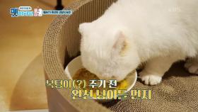 완선의 고품격 고양식 만들기 도전 | KBS 201126 방송