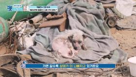 폐공장촌에 출몰하는 알몸 견의 정체는? | KBS 201203 방송