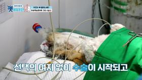 자궁축농증으로 긴급 수술을 하는 쭐리 | KBS 201112 방송