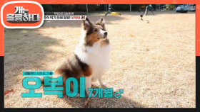먹기전에 왈왈!! 간식을보고 요란하게 짖는 오복이! | KBS 201130 방송