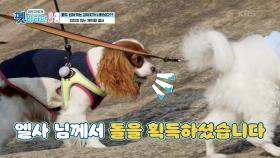 돌도 씹어 먹는 나이(?) 체력왕 엘사!! | KBS 201203 방송