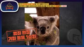 ※놀라움※ 인간과 유사한 지문을 가진 코알라!? | KBS 201222 방송