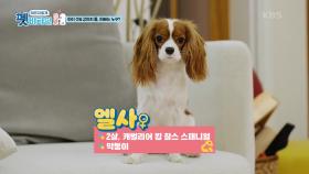 아이 셋 강아지 두 마리의 아빠 양동근! (feat. 천재견의 등장) | KBS 201203 방송