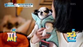 소문난 짠순이의 이중생활 강아지 용품 FLEX! | KBS 201217 방송