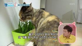캣그라스, 고양이가 뜯어 먹는 풀?! | KBS 201126 방송