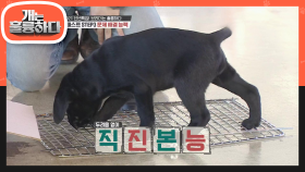 강아지들의 예민도와 문제 해결 능력을 볼 수 있는 간단한 방법☆ | KBS 210104 방송