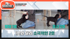 강아지들의 성향을 파악하기 위한 퍼피 테스트 첫번째 사회성 알아보기! | KBS 210104 방송