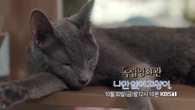 [예고] 나만 없어 고양이 [독립영화관]| KBS 방송