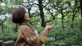 천년의 시간이 흐르고 있는 비자나무숲 | KBS 201002 방송