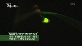반딧불이의 연못 | KBS 201003 방송