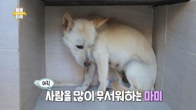 [선공개] 유기견 마미와 대디에게는 무슨 사연이?...ㅠㅠ | KBS 방송