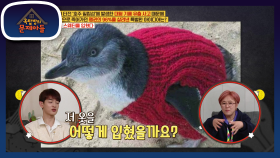 기름 유출 사고로 인해 저체온증으로 죽어가는 펭귄들을 살린 아이디어! 스웨터 입히기☆ | KBS 210223 방송
