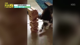 젠가의 신! 놀라움의 연속! 젠가하는 고양이?| KBS Joy 180527 방송
