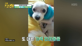 반려동물을 대하는 가족들의 자세 ＜양세형의 짤방공작소＞| KBS Joy 180211 방송