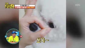 전 세계에서 유행 중인 강아지 개인기! 귀여운 코가 쏘옥♥| KBS Joy 180820 방송