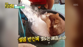 귀염뽀작‘▽’ 동물들의 막바지 더위 탈출기~| KBS Joy 180826 방송