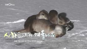 [예고] 시화습지의 겨울나기 | KBS 방송