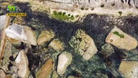 양양의 사찰에 출퇴근하는 물고기 떼＆평창의 스릴 만점 알파인코스터 | KBS 210510 방송