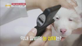 막둥이 알비의 이상 행동! 시력에 문제가 있는 알비? | KBS 210522 방송