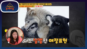 겉보기와는 다른 애정표현♥ 순정파 늑대들의 아찔한 애정표현은?! | KBS 210601 방송