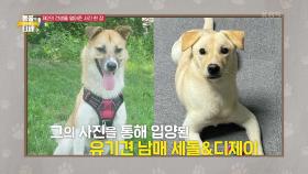 희망을 포기하지 않는 촬영 현장... 더 많은 개의 이야기를 들어주고 싶은 사진작가 | KBS 210612 방송