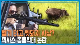 텍사스 멧돼지 헬기 사냥 논란 | KBS 210612 방송