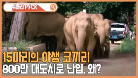 코끼리 / 탕핑족 | KBS 210612 방송