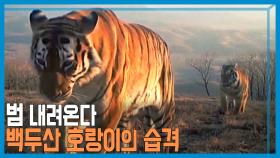 호랑이 사람 공격, 불안에 떠는 중국 동북부 | KBS 210619 방송