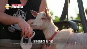 사고뭉치 졸졸이! 산양이 축사가 아닌 카페에서 지내게 된 까닭?! | KBS 210703 방송