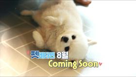 [예고] 펫 비타민 is Back!! 8월에 다시 돌아옵니다~❤️ | KBS 방송