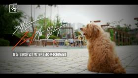 [예고] 창 341회 : 개는 죄가 없다 | KBS 방송